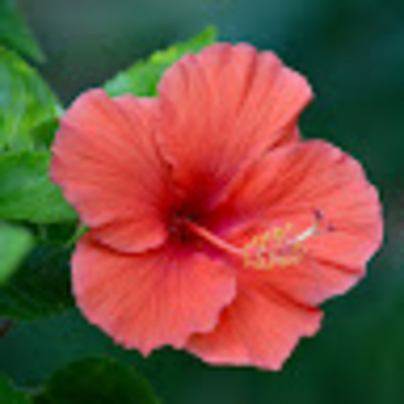 Meet your Posher, Caitlin - Picture 1 of 1